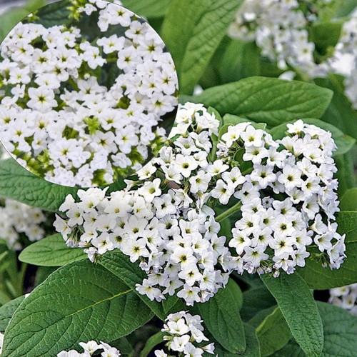 Heliotropium arborescens 'Nautilus® White' - Harilik heliotroop 'Nautilus® White' P9/0,55L